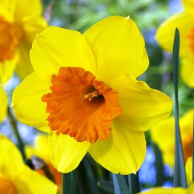 Нарцисс Пимпернел Нарцисс Пимпернел фото