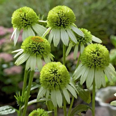 Эхинацея Пурпур-Кокосовая Эхинацея Пурпур-Кокосовая фото