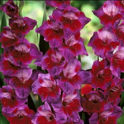 Гладиолус Вельвет Айз Гладиолус Вельвет Айз фото