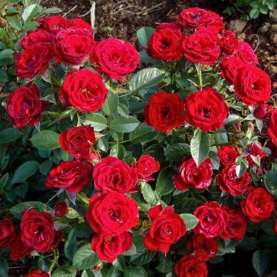 Роза Мини Красная Роза Мини Красная - Dolina-Sad.Ru