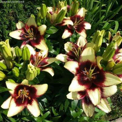 Лилия Куритиба Лилия Куритиба фото