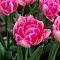 Тюльпан Фокстрот Тюльпан Фокстрот фото