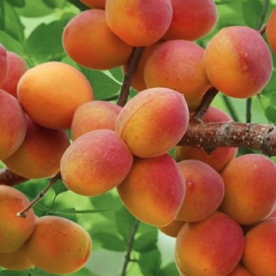 Абрикос Горный Абакан Абрикос Горный Абакан - Dolina-Sad.Ru