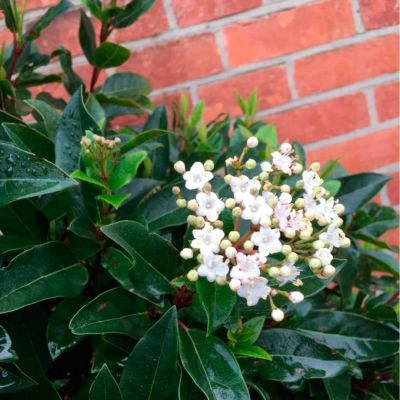 Калина лавролистная Ева Прайс Калина лавролистная Ева Прайс - Dolina-Sad.Ru