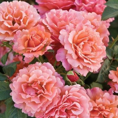 Роза Августа Луиза Роза Августа Луиза фото