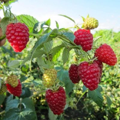 Малина Брусвяна/Ремонтантная Малина Брусвяна/Ремонтантная фото