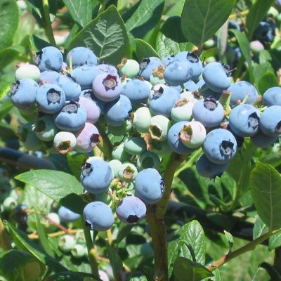 Голубика Поларис Среднерослая Голубика Поларис Среднерослая фото