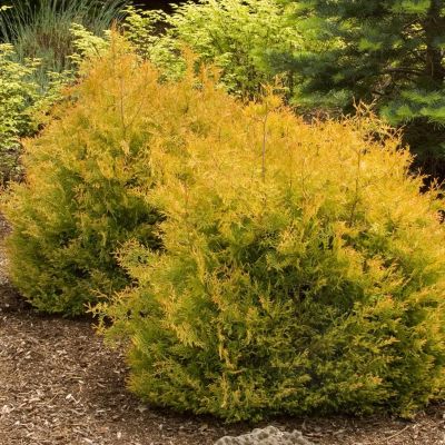 Туя западная Рейнголд, С3 - Dolina-Sad.Ru