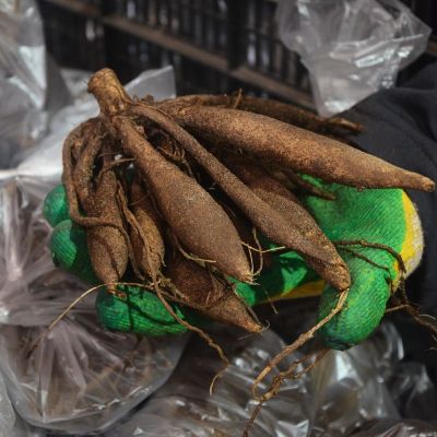 Георгина Эдж оф Джой Георгина Эдж оф Джой - Dolina-Sad.Ru