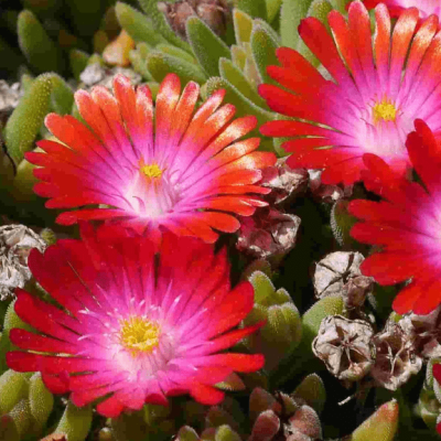 Делосперма Джевел оф Десерт Санстоун , Делосперма Джевел оф Десерт Санстоун , фото