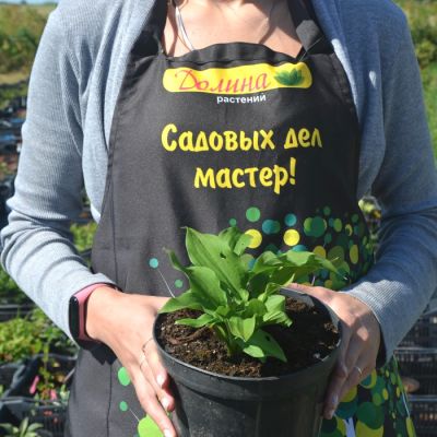 Хоста Элизабет Хоста Элизабет - Dolina-Sad.Ru