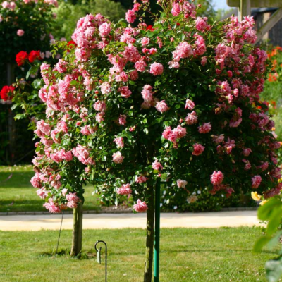 Роза штамбовая Фламинго Роза штамбовая Фламинго фото