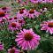 Эхинацея пурпурная - Dolina-Sad.Ru
