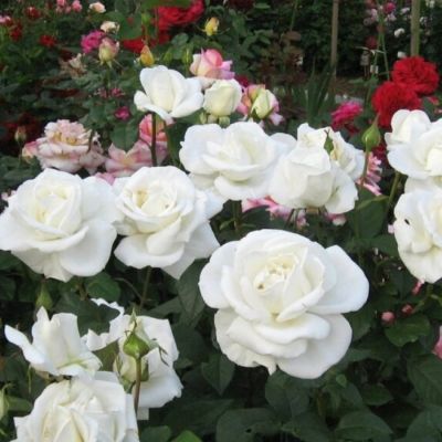 Роза Метрополитен Роза Метрополитен - Dolina-Sad.Ru