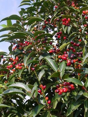 Лавровишня португальская Бренелиа Лавровишня португальская Бренелиа фото