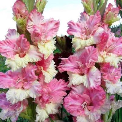 Гладиолус Жертва Гламура Гладиолус Жертва Гламура - Dolina-Sad.Ru