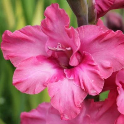 Гладиолус Кингстон Раффл Гладиолус Кингстон Раффл - Dolina-Sad.Ru