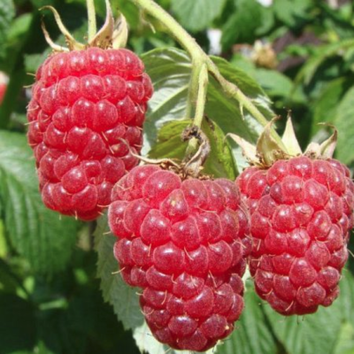 Малина Херитаж/Ремонтантная Малина Херитаж/Ремонтантная фото