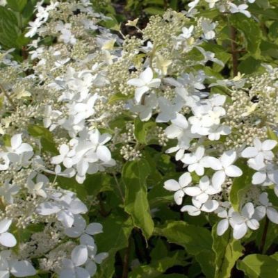 Гортензия метельчатая Дегудо - Dolina-Sad.Ru