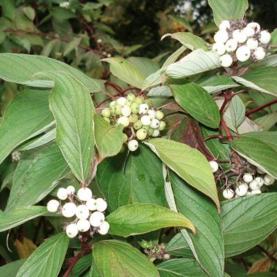 Дерен белый, С3 - Dolina-Sad.Ru