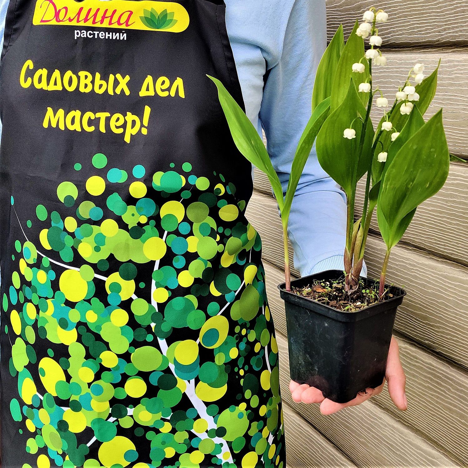 Ландыш майский Ландыш майский фото