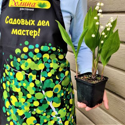 Ландыш майский Ландыш майский фото