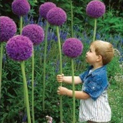 Аллиум Гладиатор Аллиум Гладиатор фото