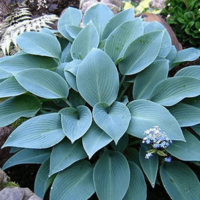 Хоста Халцион Хоста Халцион фото