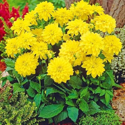 Георгина Сезан Георгина Сезан фото