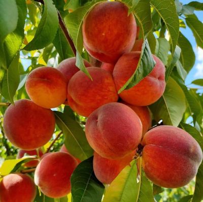 Персик Посол Мира - Dolina-Sad.Ru