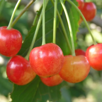 Вишня Нежность Вишня Нежность фото