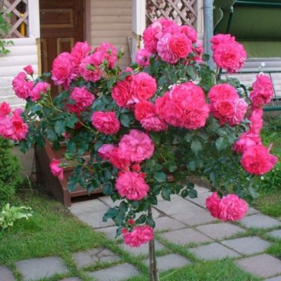 Роза Штамбовая Белбургунд Роза Штамбовая Белбургунд - Dolina-Sad.Ru