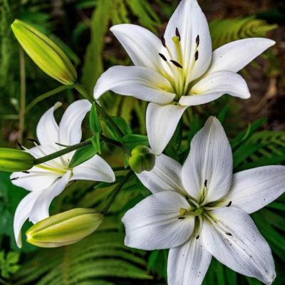 Лилия Сансери Лилия Сансери фото