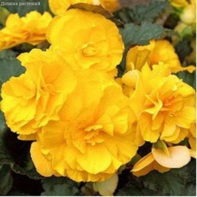 Бегония Маргарита F1 амп. Бегония Маргарита F1 амп. фото