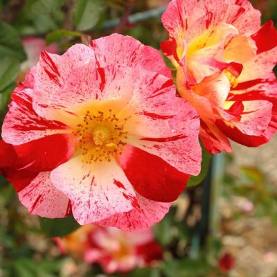 Роза Крейзи Фо Ю Роза Крейзи Фо Ю - Dolina-Sad.Ru