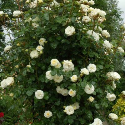 Роза Кларенс Хаус Роза Кларенс Хаус - Dolina-Sad.Ru