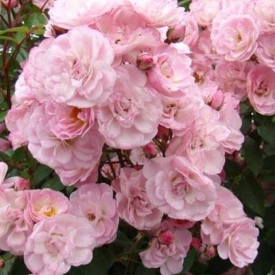 Роза Хевенли Пинк Роза Хевенли Пинк - Dolina-Sad.Ru