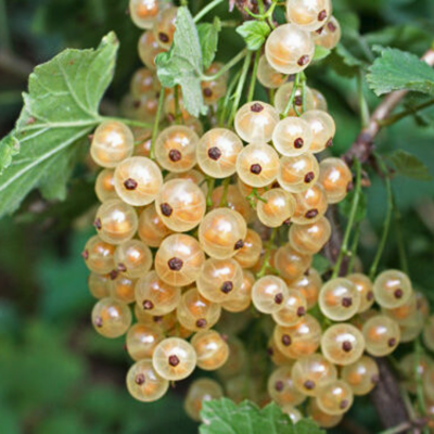 Смородина Большая Белая, C3 (2 года) - Dolina-Sad.Ru