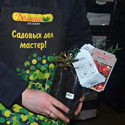 Роза Матадор Роза Матадор - Dolina-Sad.Ru