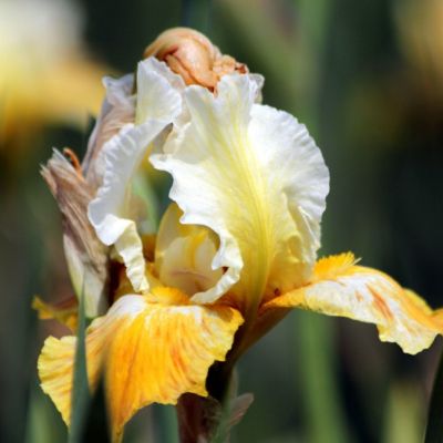 Ирис Йеллоу Вайт Ирис Йеллоу Вайт - Dolina-Sad.Ru