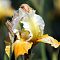 Ирис Йеллоу Вайт Ирис Йеллоу Вайт - Dolina-Sad.Ru