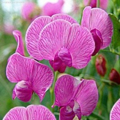 Горошек многолетний Розовый Горошек многолетний Розовый фото
