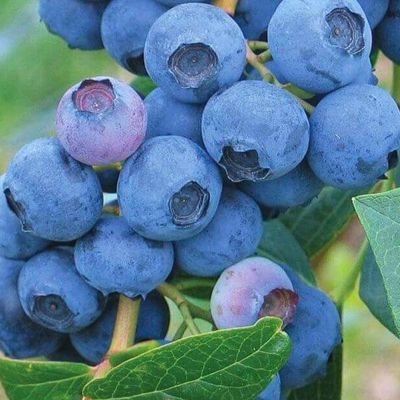 Голубика Эрли Блю (Среднерослая) Голубика Эрли Блю (Среднерослая) - Dolina-Sad.Ru