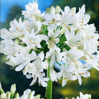 Агапантус Вайт Агапантус Вайт фото