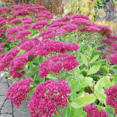 Седум видный Карл фото