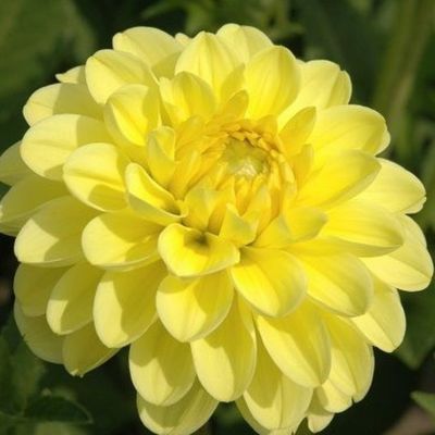 Георгина Йеллоу Хевен Георгина Йеллоу Хевен - Dolina-Sad.Ru