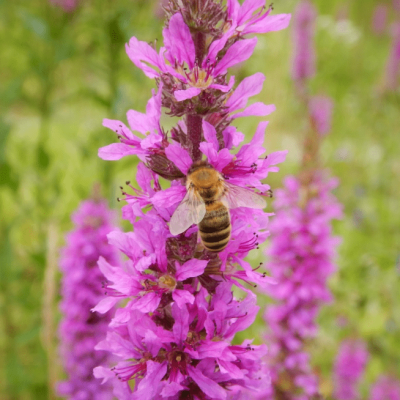 Дербенник иволистный Рози Джем , x Дербенник иволистный Рози Джем , x фото