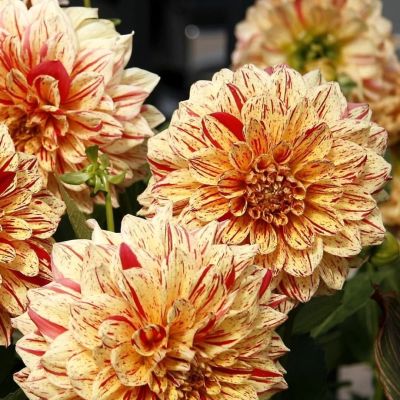 Георгина Пэйнтед Мадам Георгина Пэйнтед Мадам фото