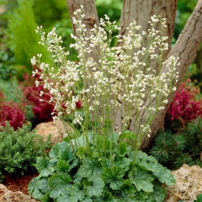 Гейхера Вайт Клауд - Dolina-Sad.Ru