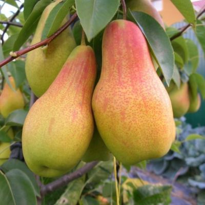 Груша Красавица/Летняя фото